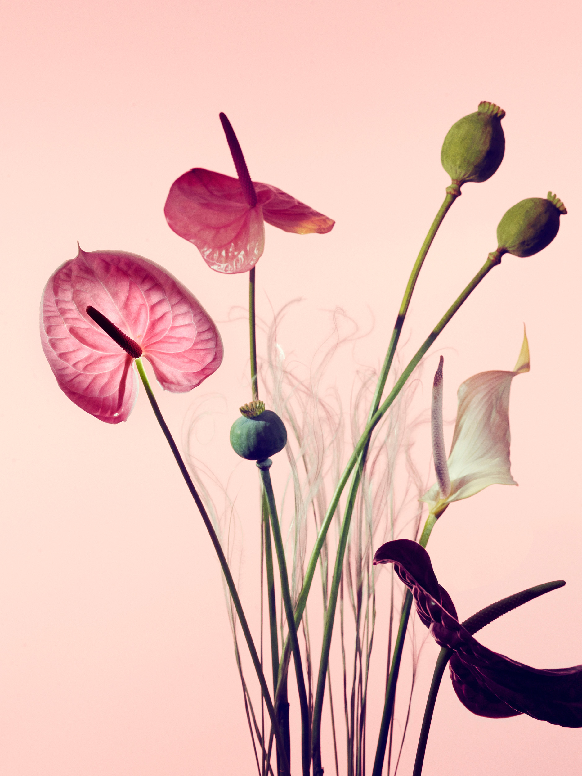April 2021 – New series  « flowers »